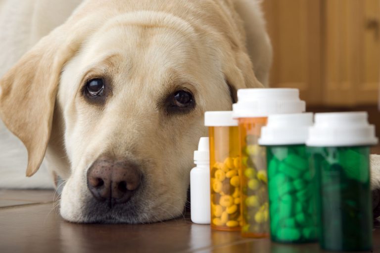 The Dangers of Taking Your Pets’ Medication