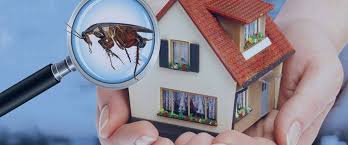 How to Get the Best Termite Treatment Services in Abu Dhabi