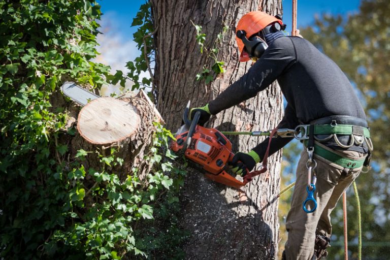 Tree removal Oklahoma City