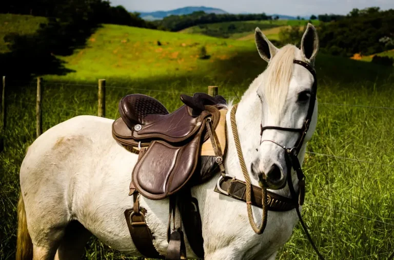 Choosing the Right Saddle for Your Horse: A Comprehensive Guide