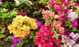 Top Blooming Plants To Buy In Spring