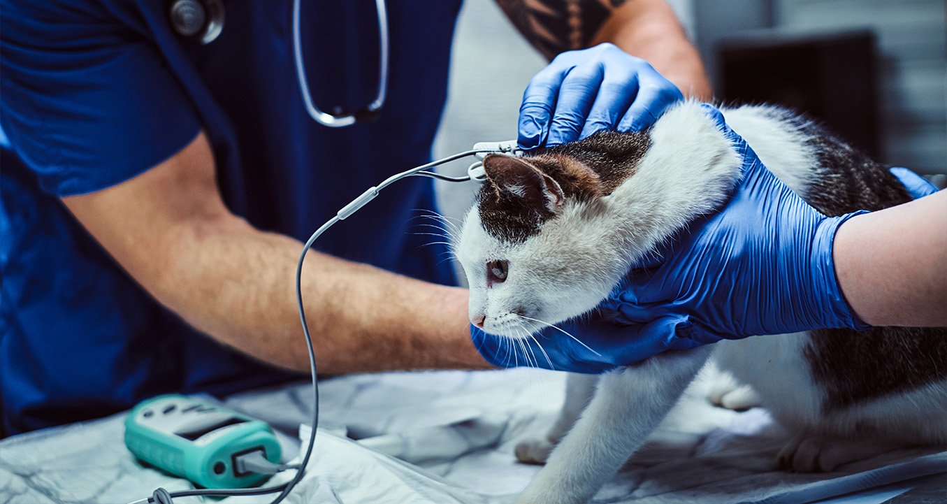 Read more about the article Comprehensive Pet Care: The Importance of Local Veterinary Clinics